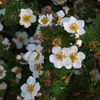 Potentilla Fruticosa Plant - Abbotswood