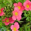 Potentilla fruticosa Plant - BELLISSIMA Noble®