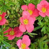 Potentilla fruticosa Plant - BELLISSIMA Noble®