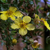 Potentilla Fruticosa Plant - Elizabeth