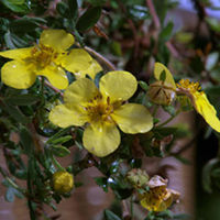 Potentilla Fruticosa Plant - Elizabeth