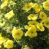Potentilla fruticosa Plant - Kobold