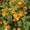 Potentilla fruticosa Plant - Kobold