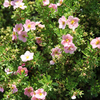 Potentilla fruticosa Plant - Lovely Pink