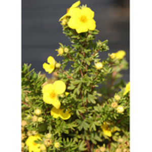 Potentilla fruticosa Plant - Mango Tango