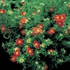 Potentilla fruticosa Plant - Marian Red Robin