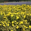 Potentilla fruticosa Plant - Medicine Wheel Mountain