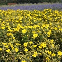 Potentilla fruticosa Plant - Medicine Wheel Mountain