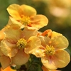 Potentilla fruticosa Plant - Medicine Wheel Mountain