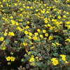 Potentilla fruticosa Plant - Mount Everest