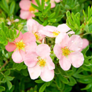 Potentilla fruticosa Plant - Pink Beauty