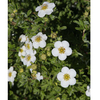 Potentilla fruticosa Plant - Sommerflor