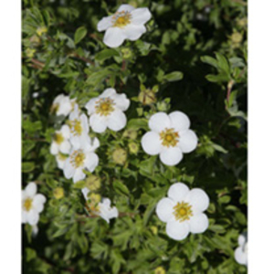 Potentilla fruticosa Plant - Sommerflor