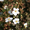 Potentilla fruticosa Plant - White Lady®