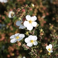 Potentilla fruticosa Plant - White Lady®