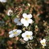 Potentilla fruticosa Plant - White Lady®