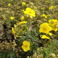 Potentilla fruticsa Plant - Goldfinger