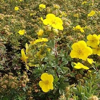 Potentilla fruticsa Plant - Goldfinger