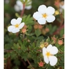 Potentilla Plant - Abbotswood