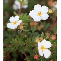 Potentilla Plant - Abbotswood