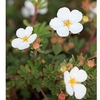 Potentilla Plant - Abbotswood