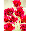 Potentilla Plant - Flamboyant