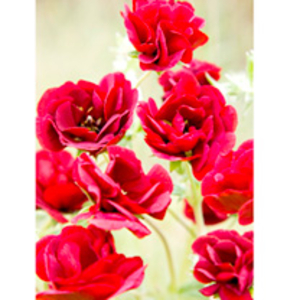 Potentilla Plant - Flamboyant