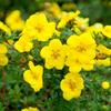 Potentilla Plant - Goldstar