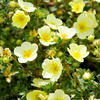 Potentilla Plant - Katherine Dykes
