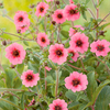 Potentilla Plant - Miss Willmott