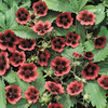 Potentilla Plant - Monarchs Velvet