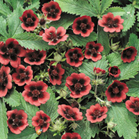 Potentilla Plant - Monarchs Velvet