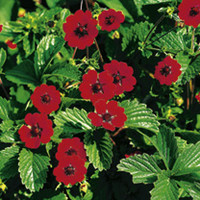 Potentilla Plant - Scarlet