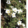 Potentilla tridentata Plant - Nuuk