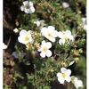 Potentilla tridentata Plant - Nuuk