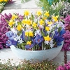 Pots of Colour Bulbs - Mix