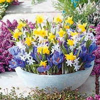 Pots of Colour Bulbs - Mix