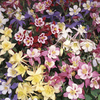 Potted Perennial Plants - Back of Border Collection