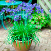Potted Perennial Plants - Blue & Yellow Collection