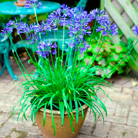 Potted Perennial Plants - Blue & Yellow Collection