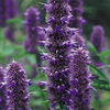 Potted Perennial Plants - Blue Collection