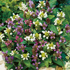 Potted Perennial Plants - Border Collection