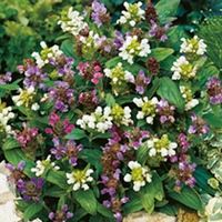 Potted Perennial Plants - Border Collection
