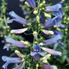 Potted Perennial Plants - Collection