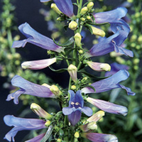 Potted Perennial Plants - Collection
