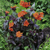 Potted Perennial Plants - Front of Border Collection