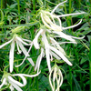 Potted Perennial Plants - Light & Dark Collection