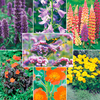 Potted Perennial Plants - LUCKY DIP