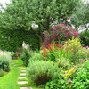 Potted Perennial Plants - Lucky Dip