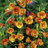Potted Perennial Plants - Orange Collection